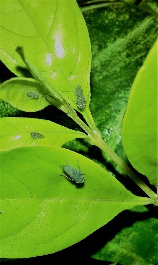 "Insectos q se mimetizan con las hojas" de Ana Piris