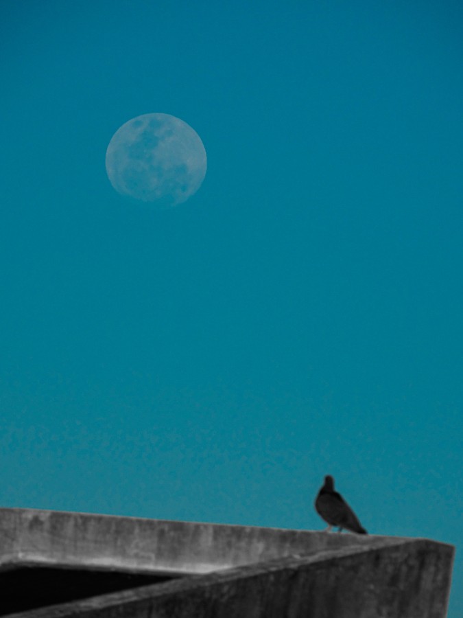 "Mirada hacia La Luna" de Nahuel Tomas Agrella
