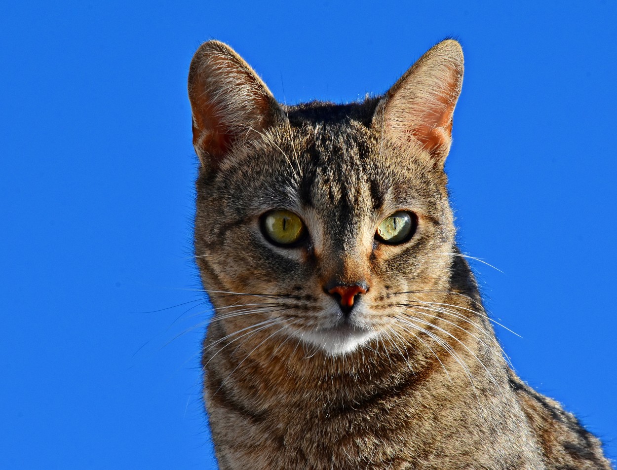 "Mi vecino el felino." de Alejandro Silveira