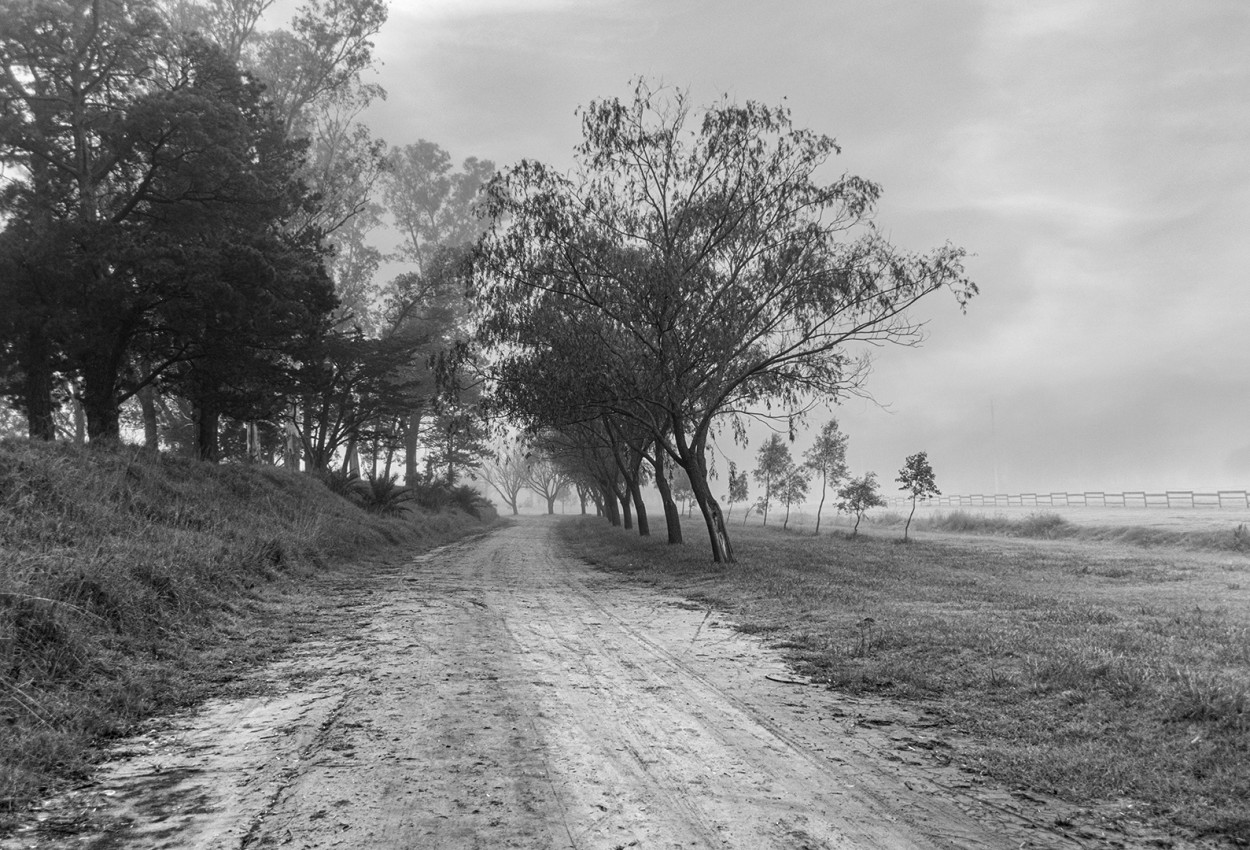 "Un camino en la niebla" de Fernando Valdez Vazquez