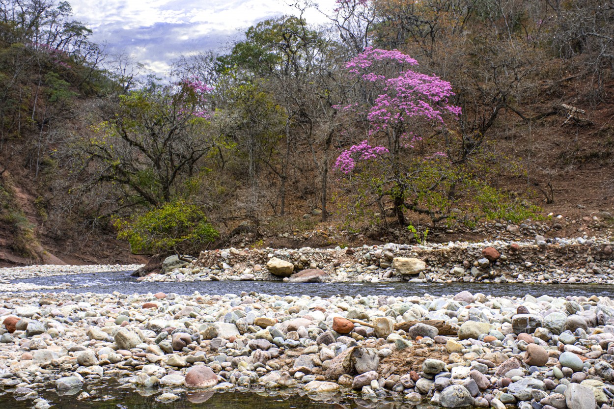 "Belleza en el rio" de Daniel Oliveros