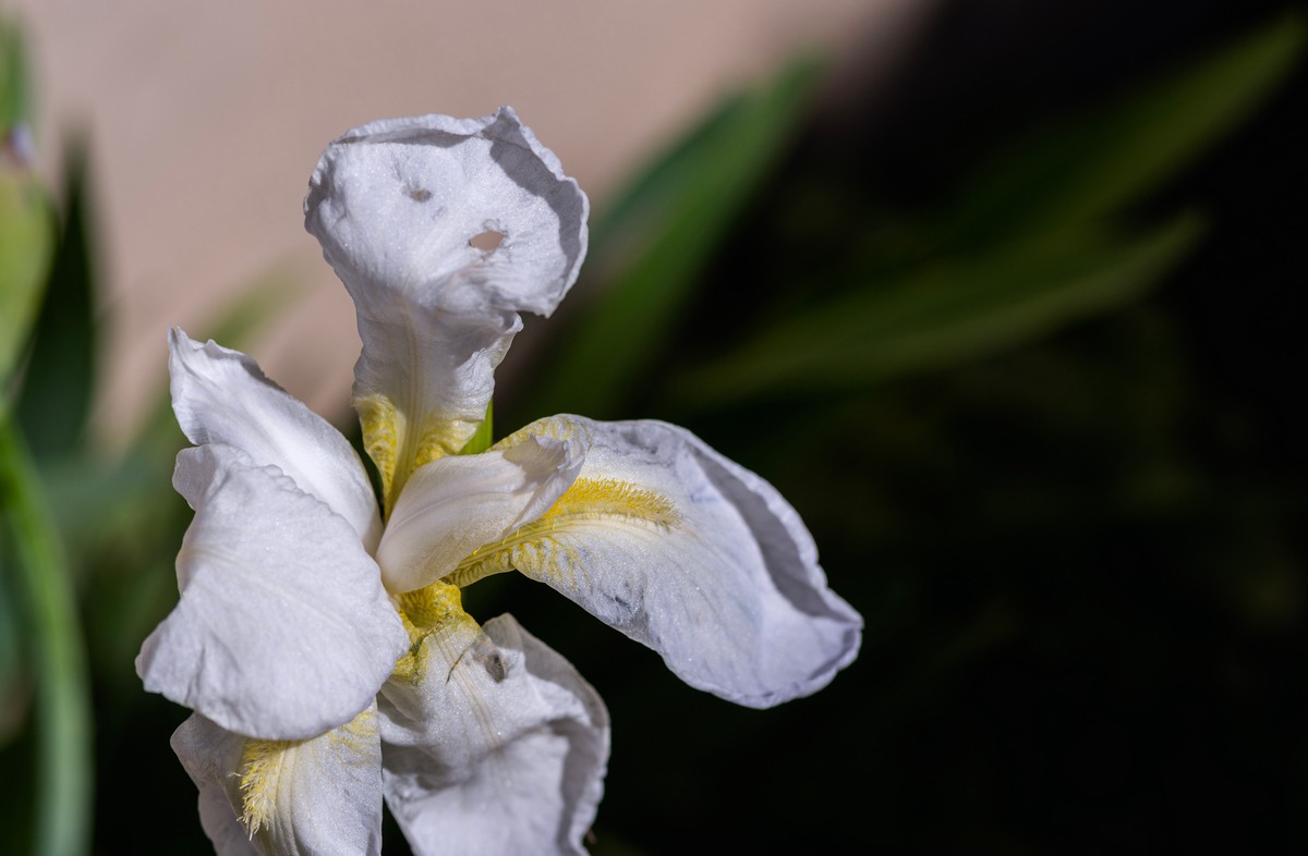 "MIs flores" de Carlos Gauna