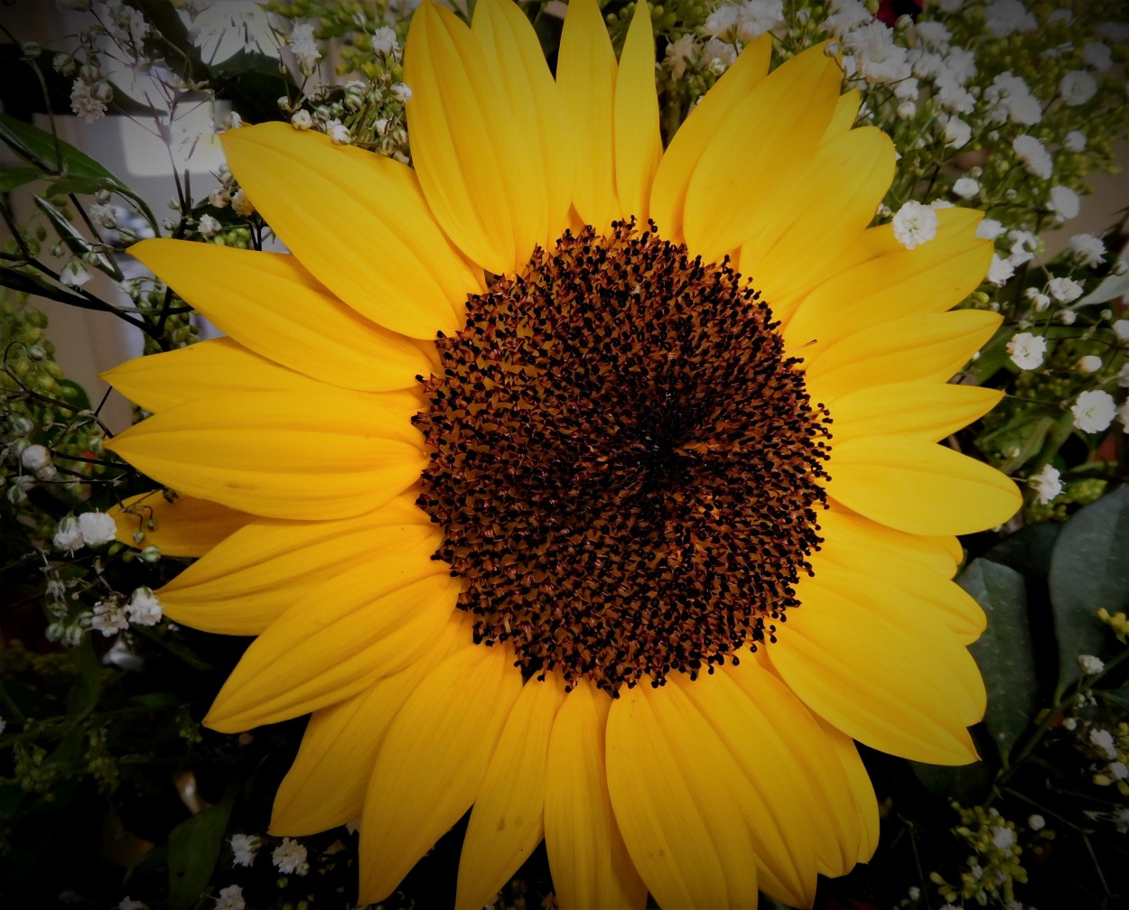 "GRAN GIRASOL" de Hector Antonio Rauchs