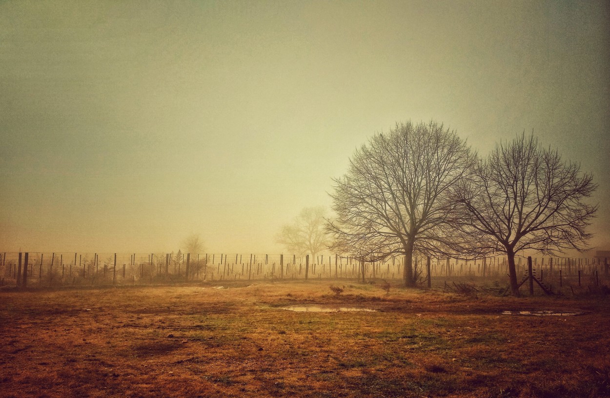 "Niebla de invierno." de Hugo Kolmann