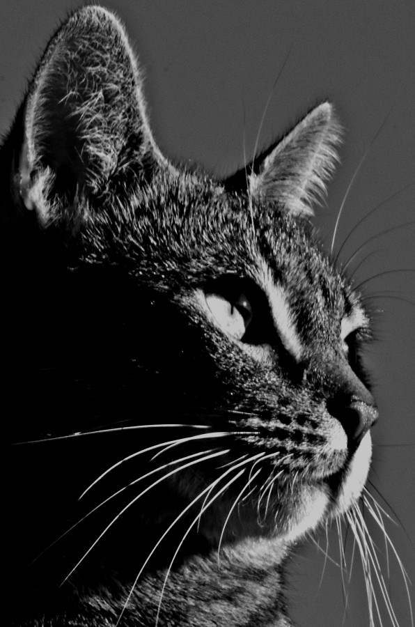 "Gato retrato." de Alejandro Silveira