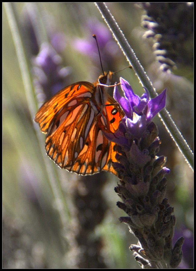 "Bella mariposa" de Enrique A. Porcel de Peralta