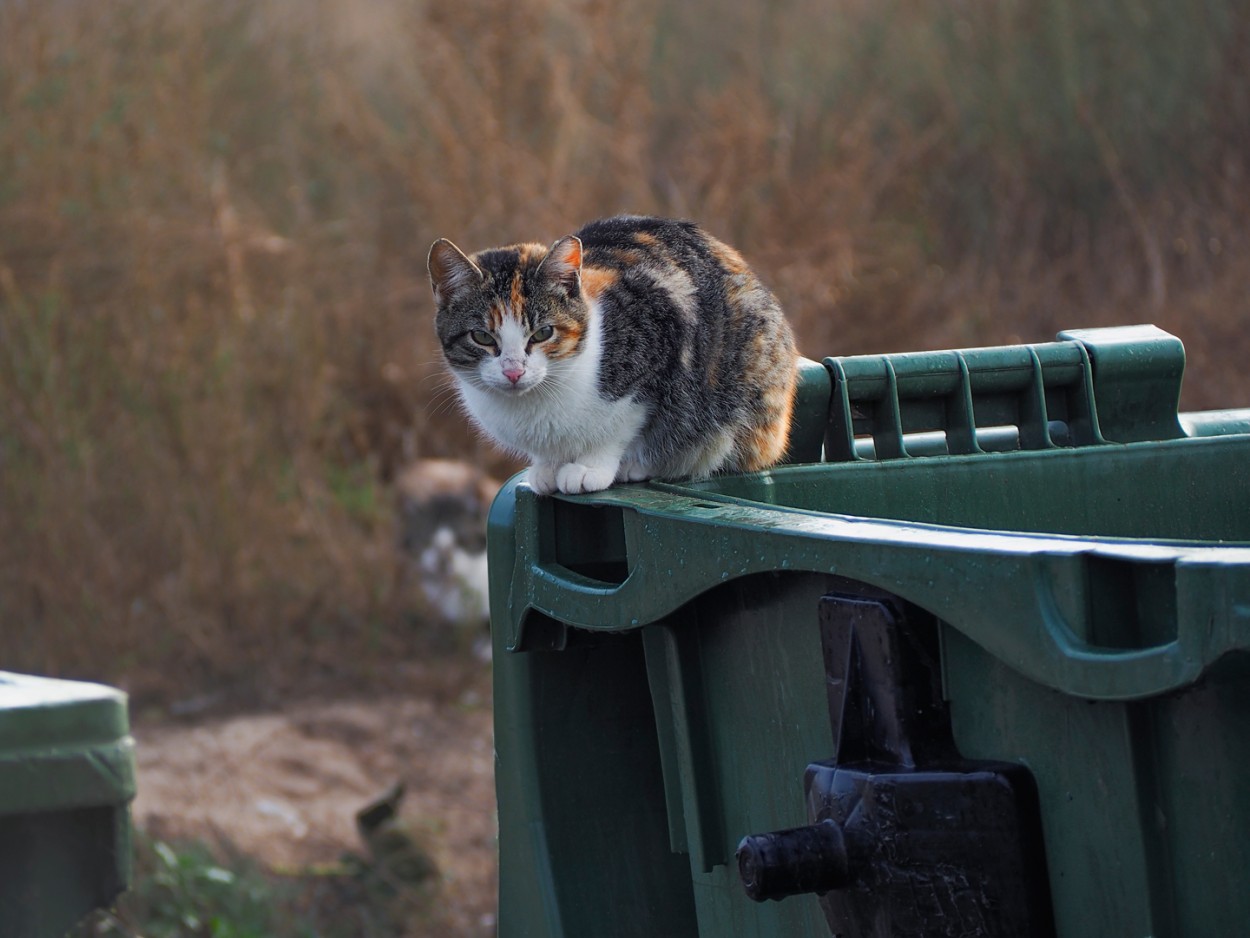 "Gato en contenedor" de Francisco Jos Cerd Ortiz