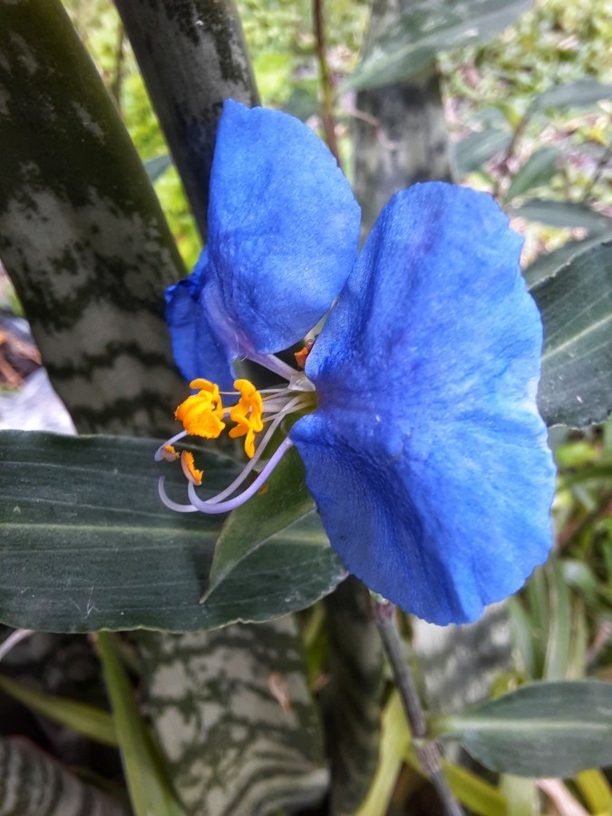 "Azul y amarillo" de Ana Piris