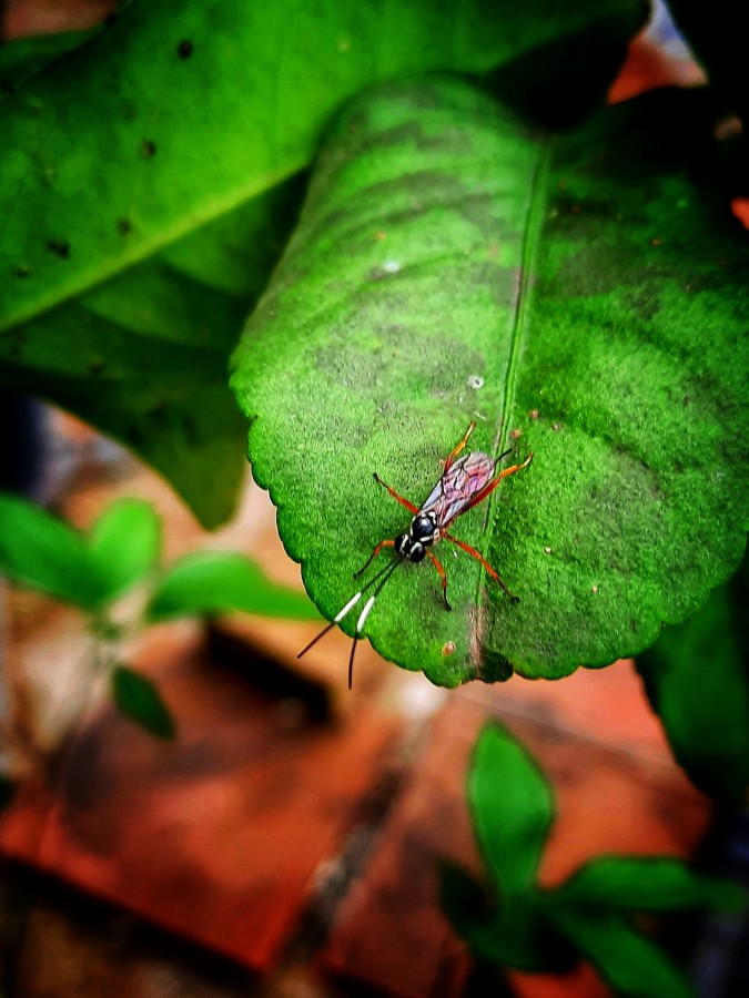 "Insecto desconocido" de Ana Piris