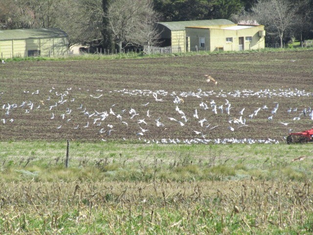 "Las gaviotas" de Miguel Angel Palermo