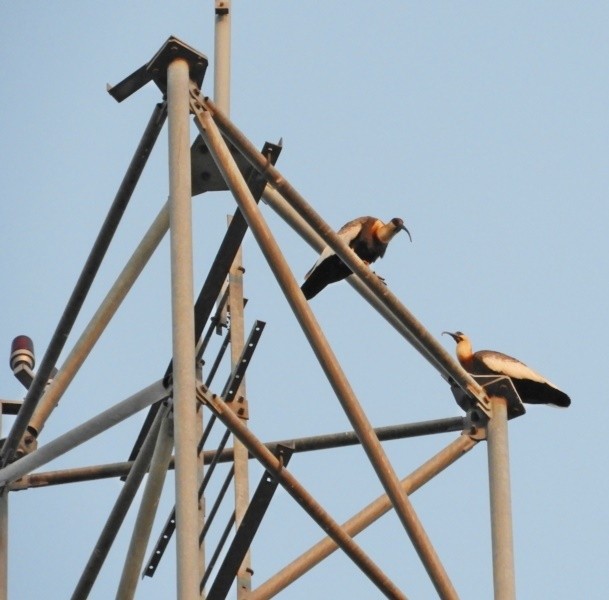 "As ` Curicacas `na torre de celular...fv.ler" de Decio Badari