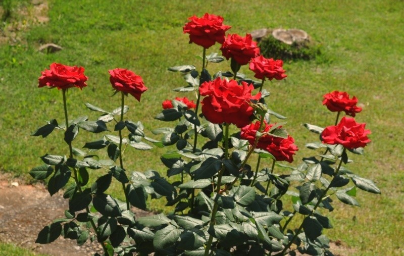 "Queixo-me s rosas, que bobagem as rosas no...ler" de Decio Badari