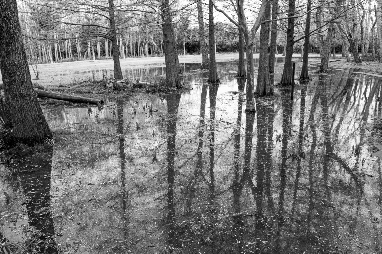 "Reflejos en el bosque" de Daniel Oliveros