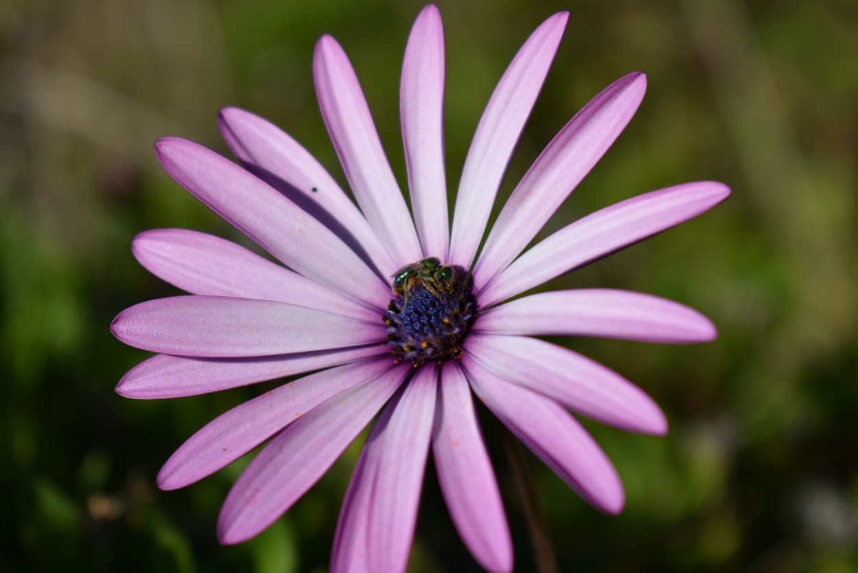 "La Flor ms bella" de Carlos Manzano