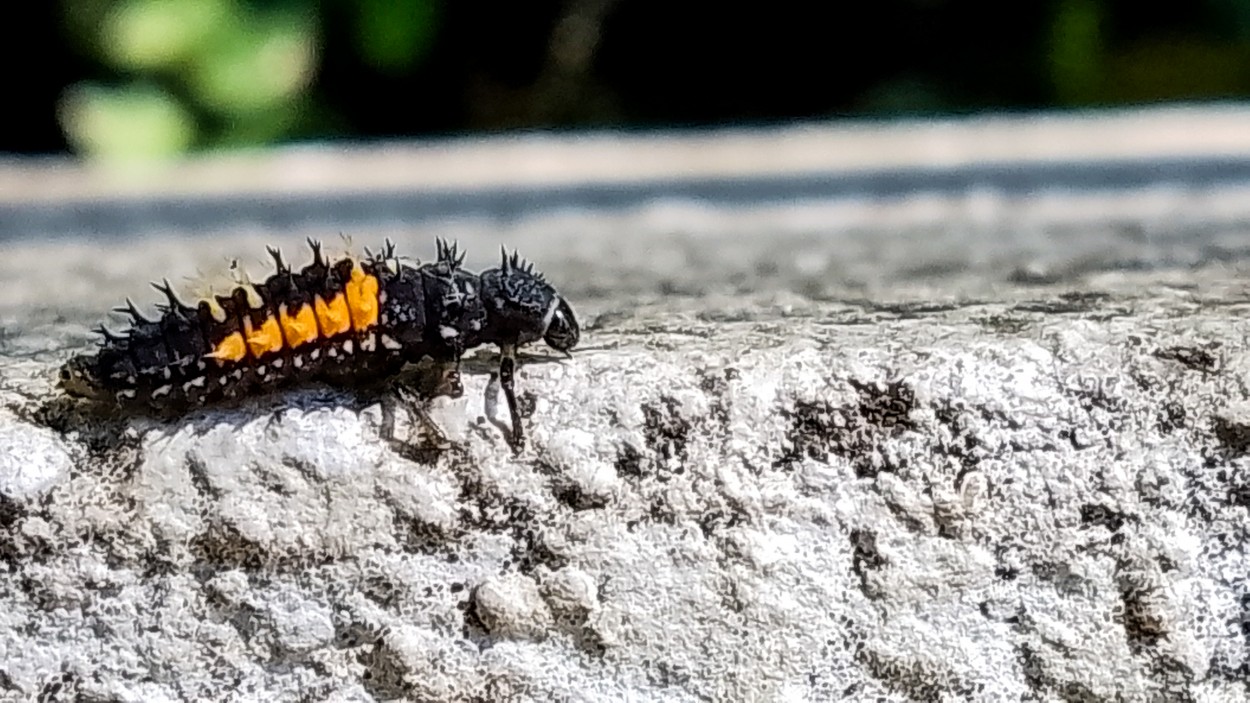 "Larva de Mariquita" de Diego Proverbio de Freitas