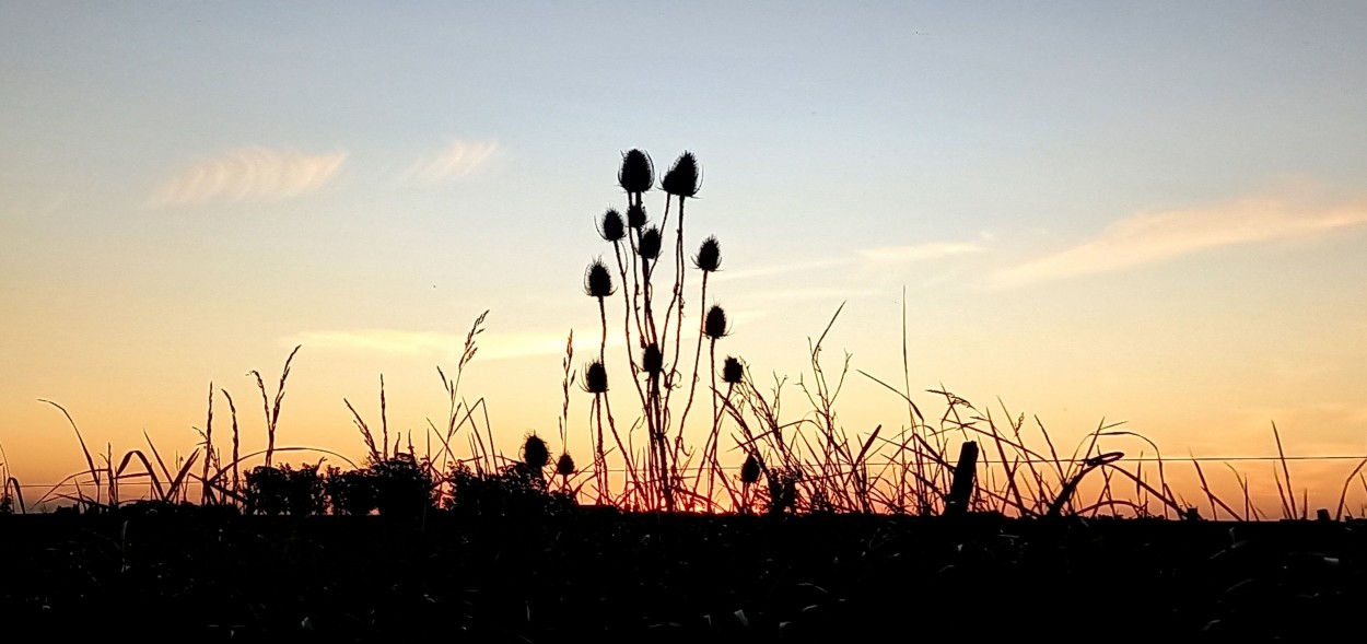 "Campestre" de Patricia Sallete