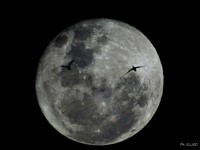 Cuando dos patos `arruinan` una foto de la luna.