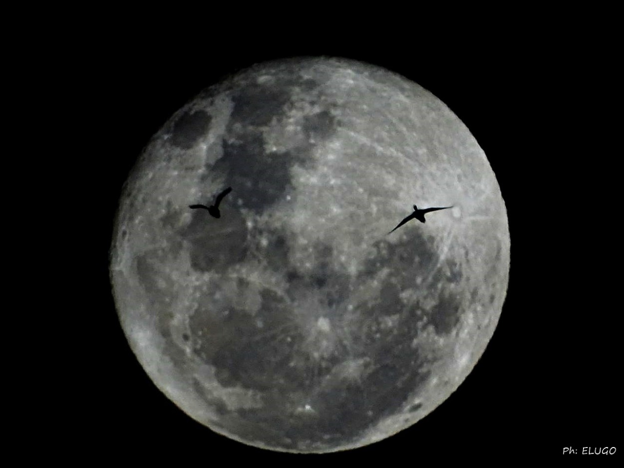 "Cuando dos patos `arruinan` una foto de la luna." de Hugo Kolmann