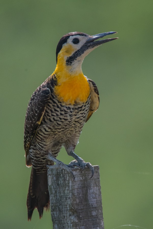 "Carpintero Campestre" de Carlos Amerio (cato)