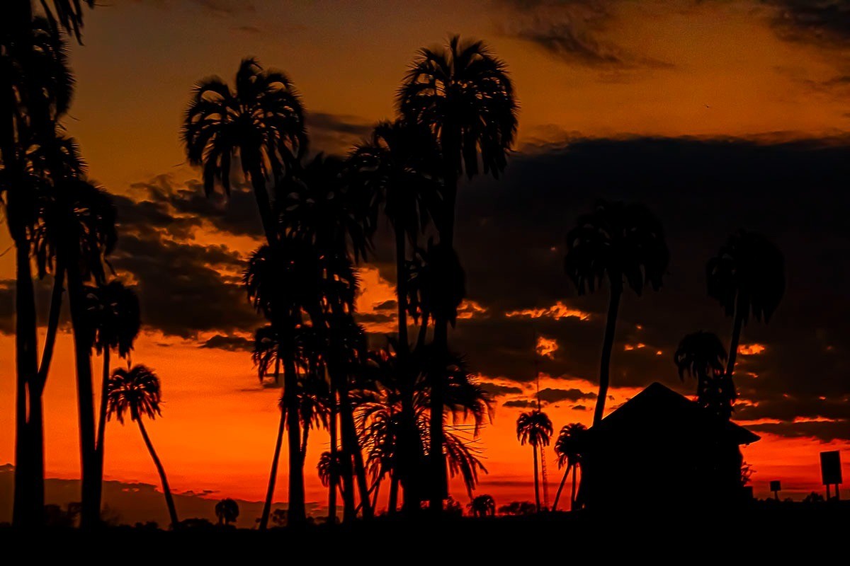 "El Palmar" de Gustavo Javier Rosas