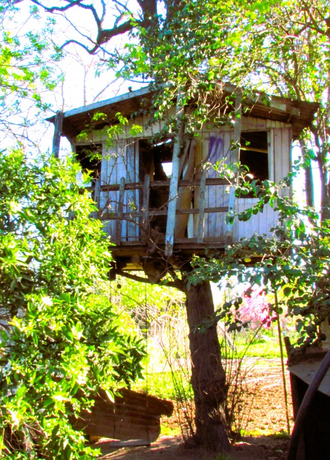 "La casita del rbol" de Daniela Palma