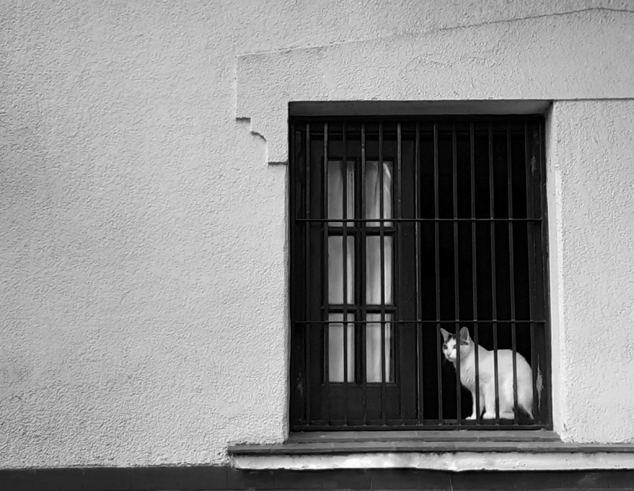 "Me parece haber visto un lindo gatito" de Silvia Olliari