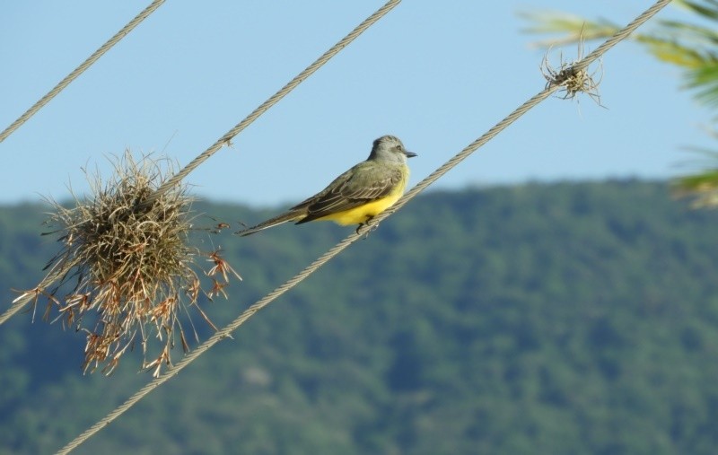 "` Atirei ` em um `Tucano-toco` e fv. ler" de Decio Badari