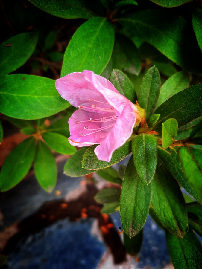 "ltima azalea d primavera" de Ana Piris