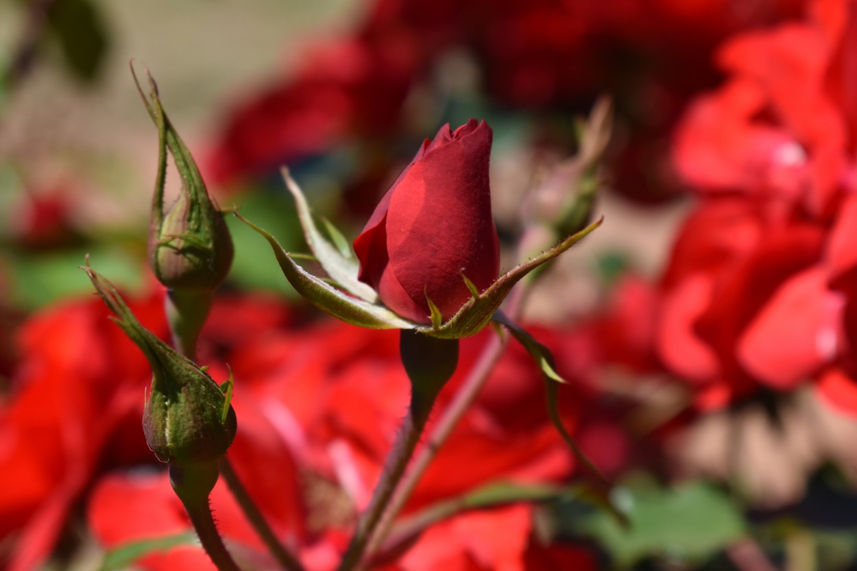 "Rosa Rosa" de Carlos Manzano