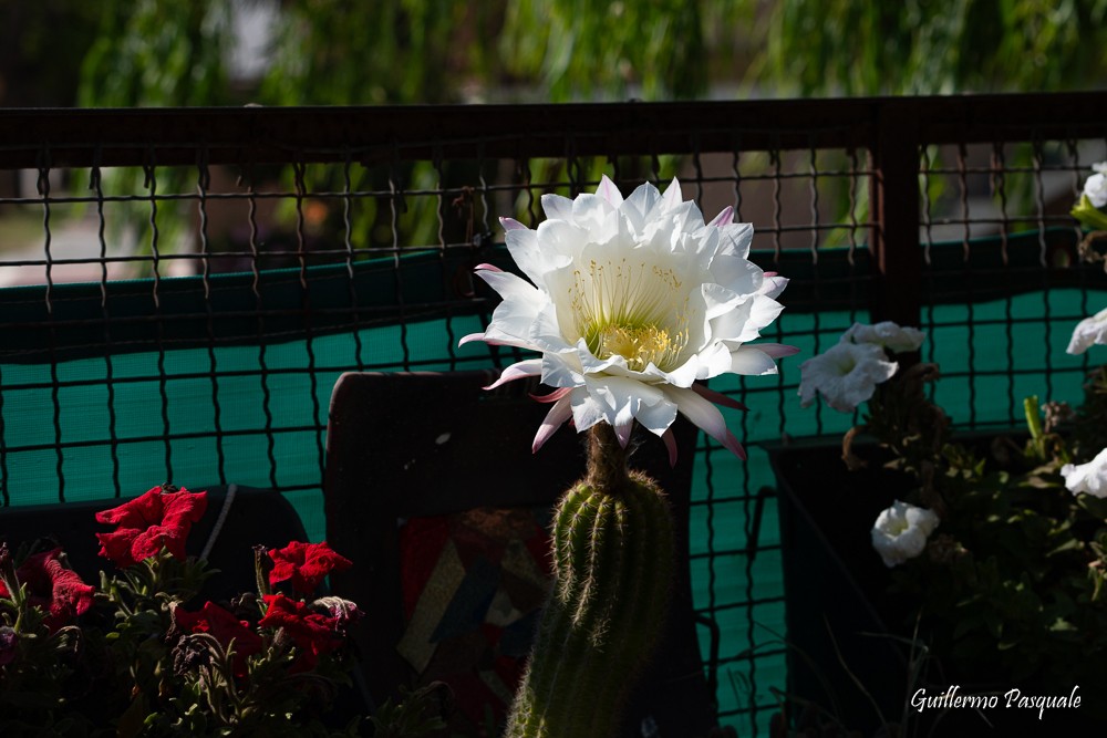 "Una Flor" de Guillermo Daniel Pasquale