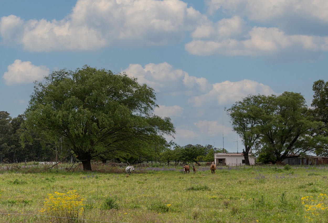 "Una casa en el campo" de Fernando Valdez Vazquez