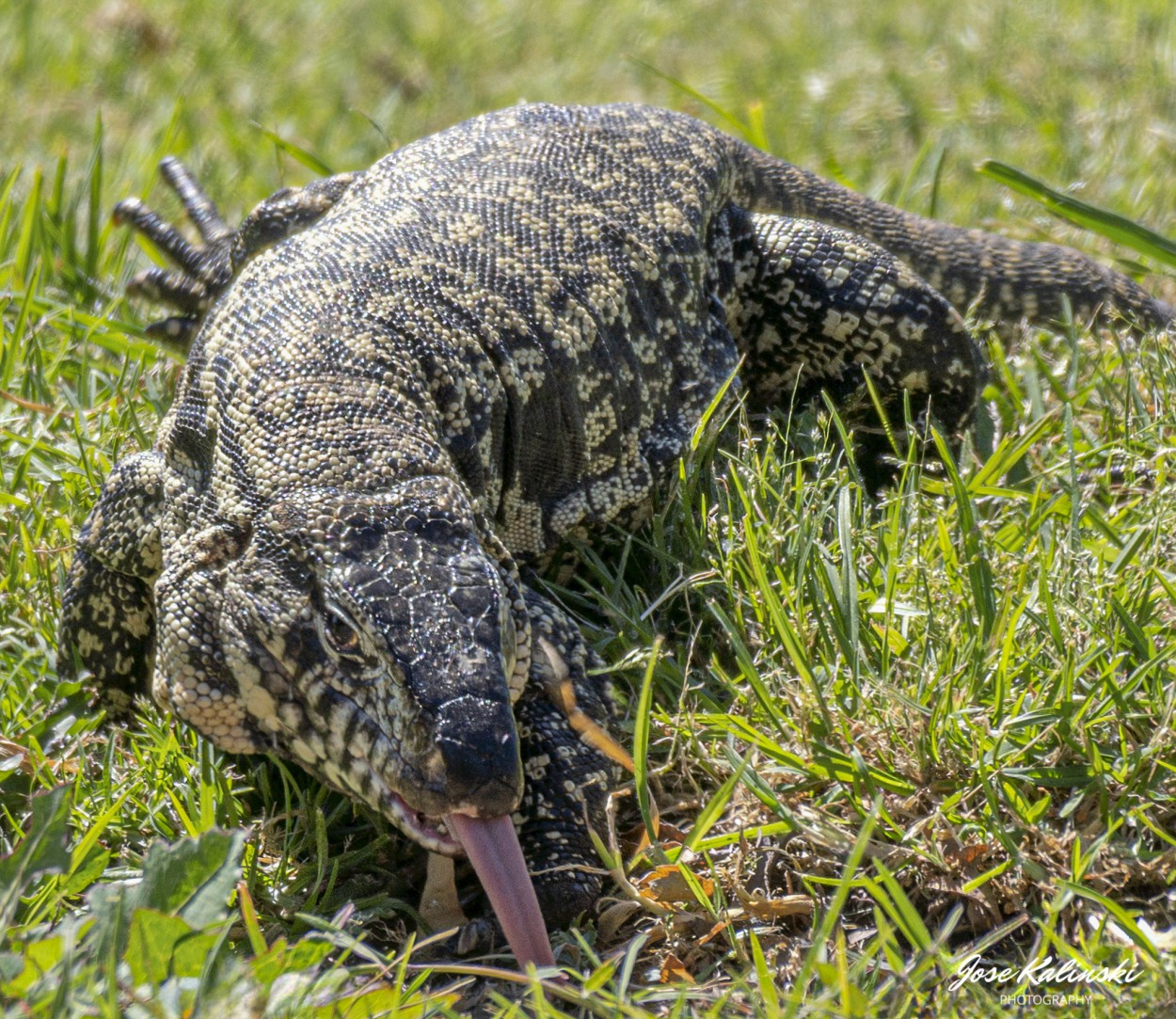 "Lagarto" de Jose Carlos Kalinski