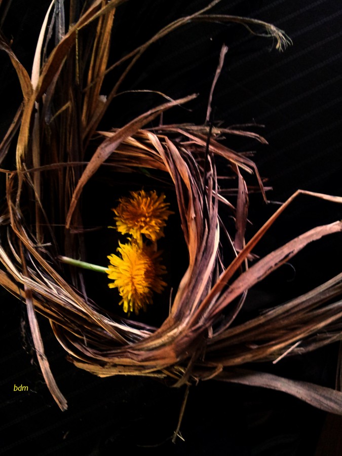 "nido de flor" de Beatriz Di Marzio