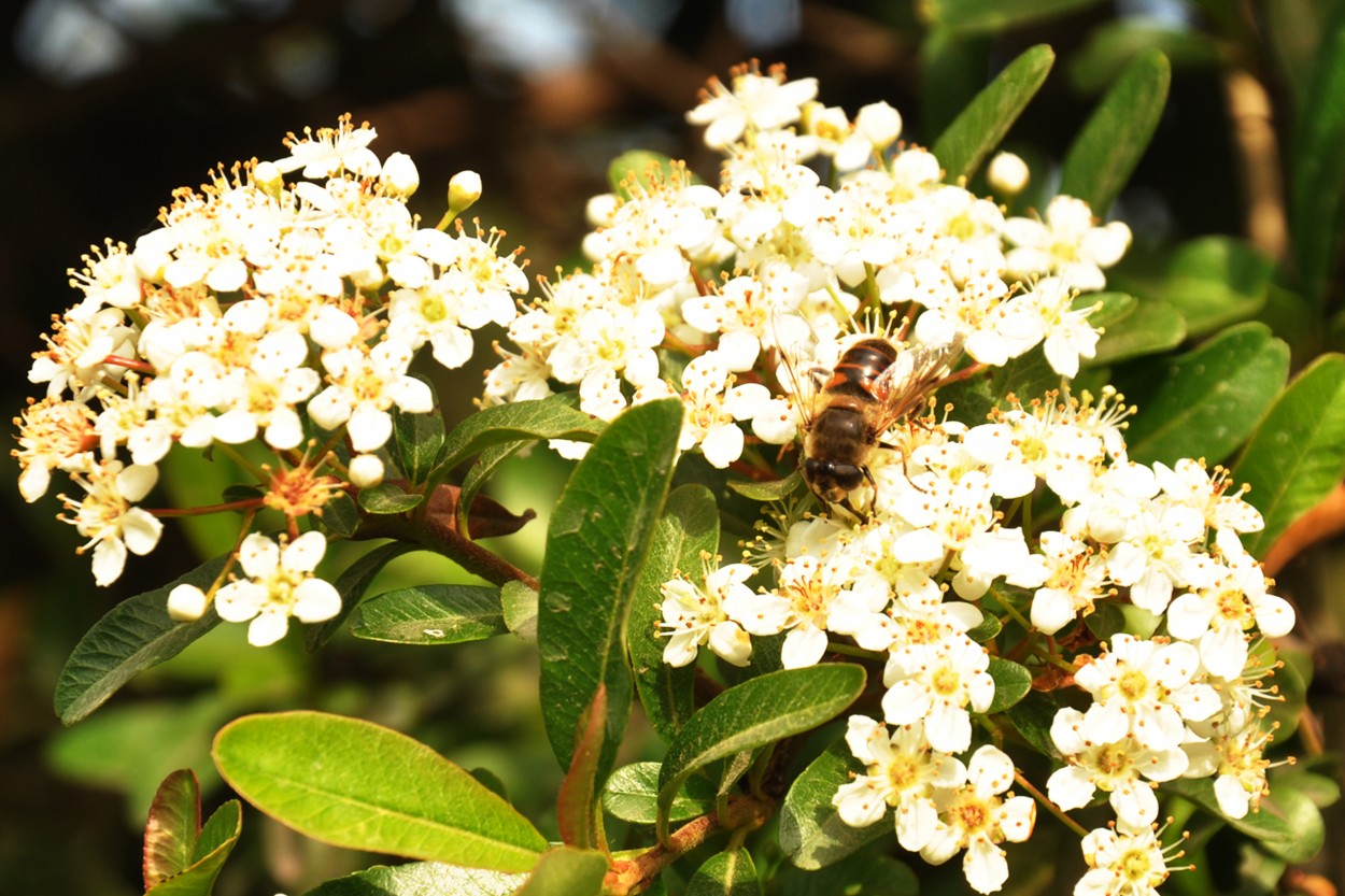 "Abeja trabajando.." de Alicia Di Florio