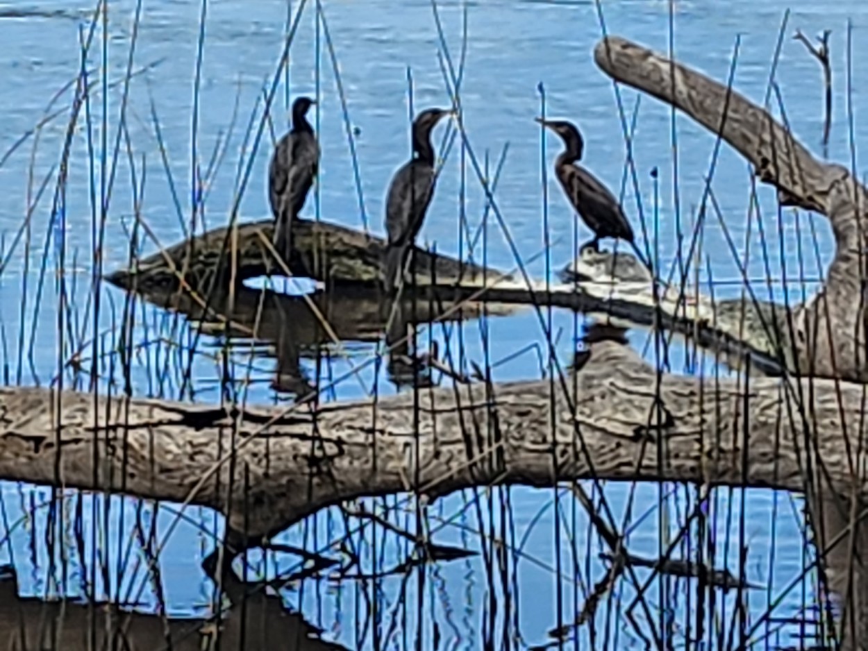 "Amigos de la laguna" de Nancy Cristina