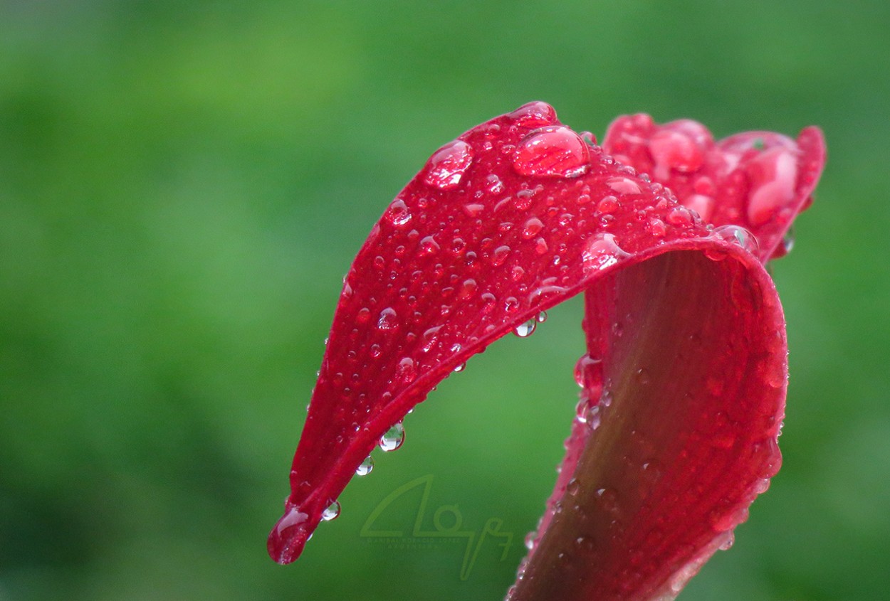 "lluvia" de Anbal H. Lpez