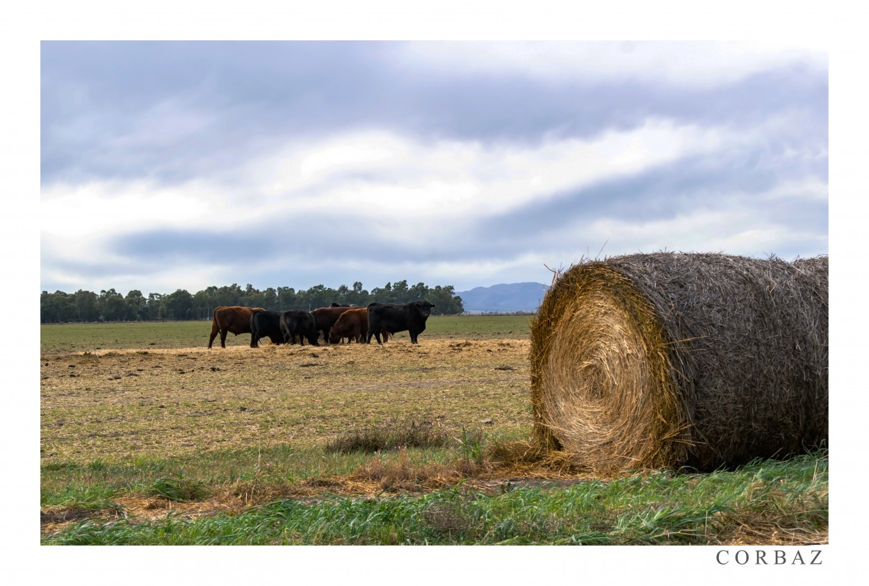 "Rural" de Alberto Corbaz