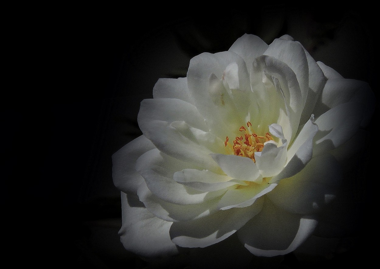 "Rosa blanca" de Silvia Olliari