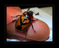 Escarabajo y huella digital