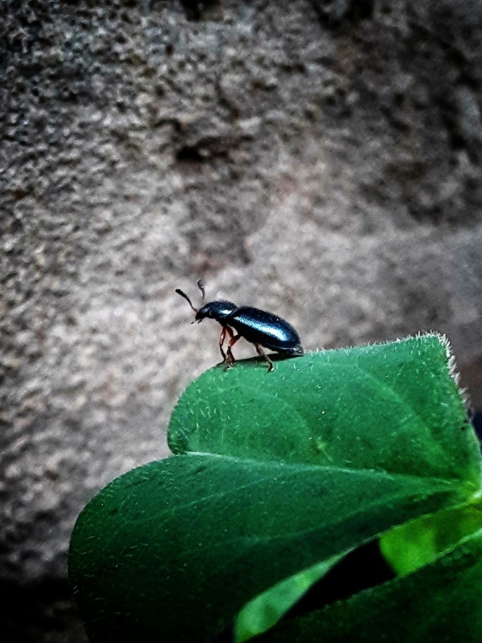 "Cascarudito de jardin" de Ana Piris