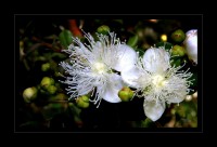 Inmaculada flor del arrayn