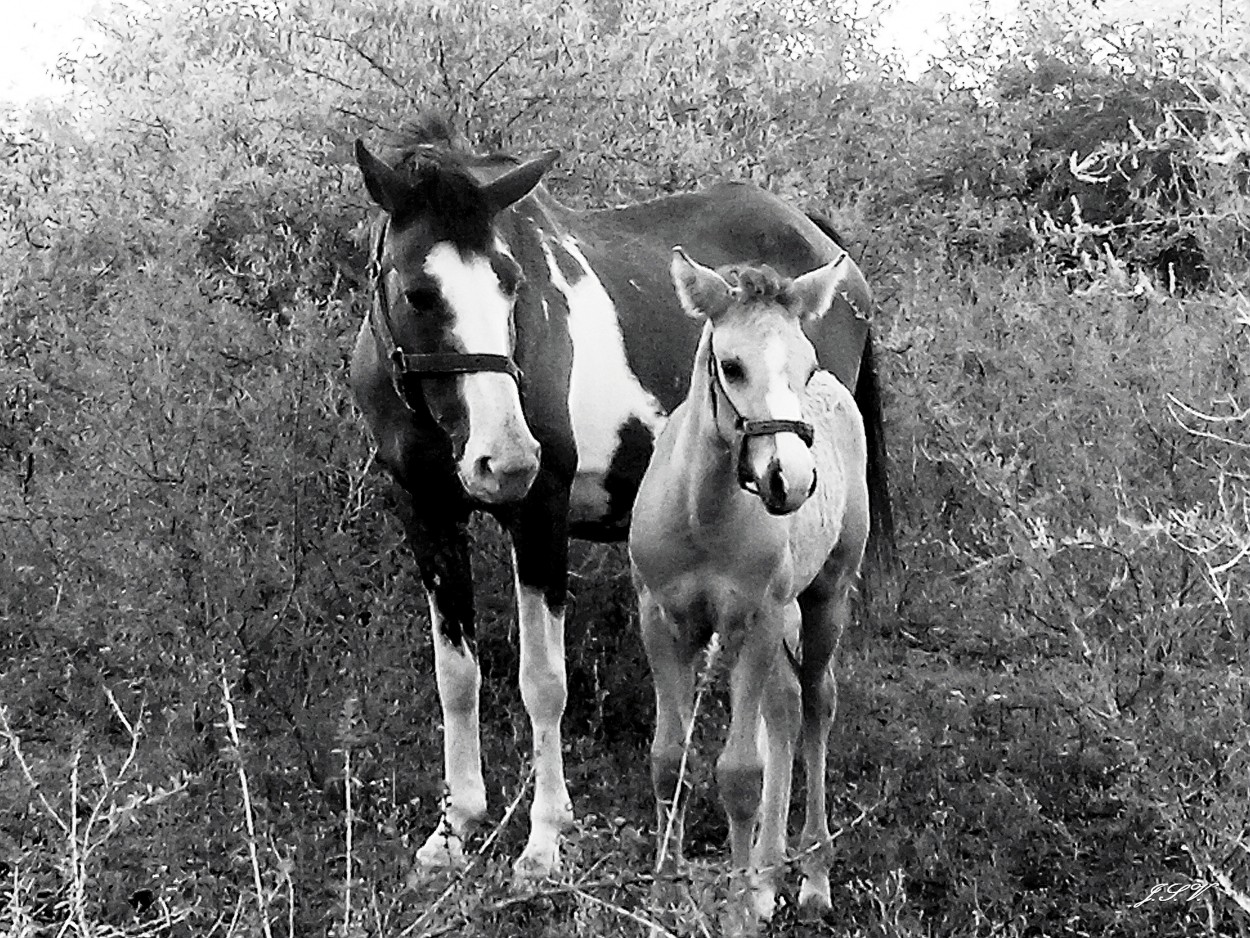 "Madre e Hijo" de Jorge Vargas