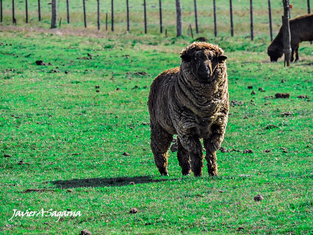 "Campo Argentino 2" de Javier Andrs Sagarna