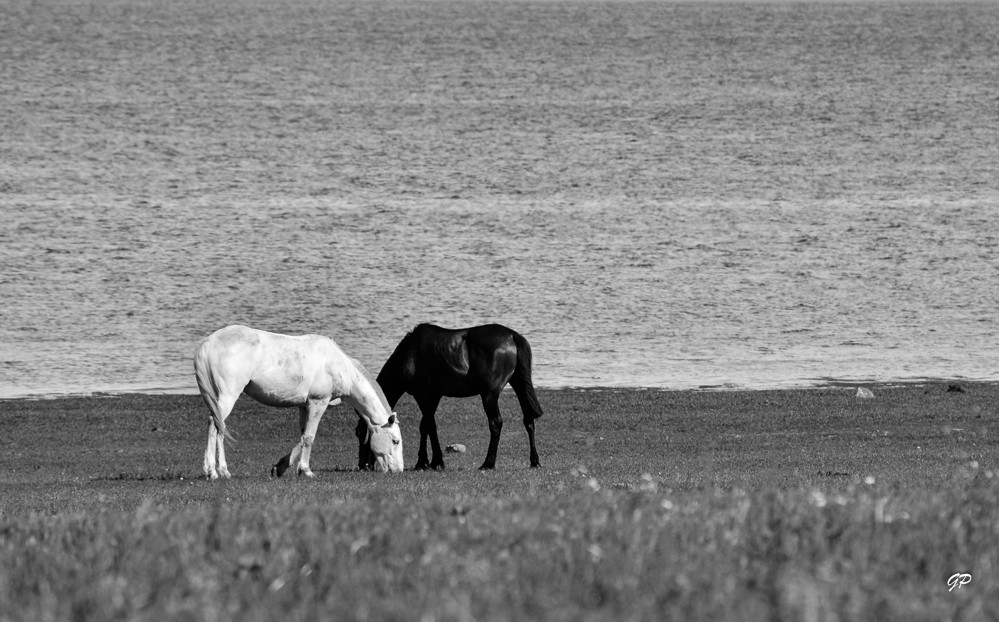 "Blanco & Negro" de Guillermo Daniel Pasquale