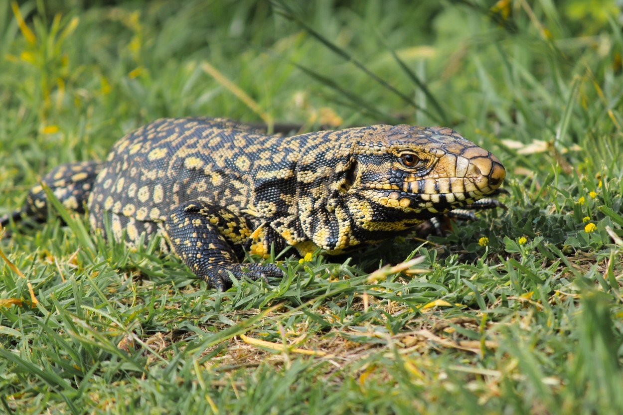 "Lagarto" de Patricio Abel Vera