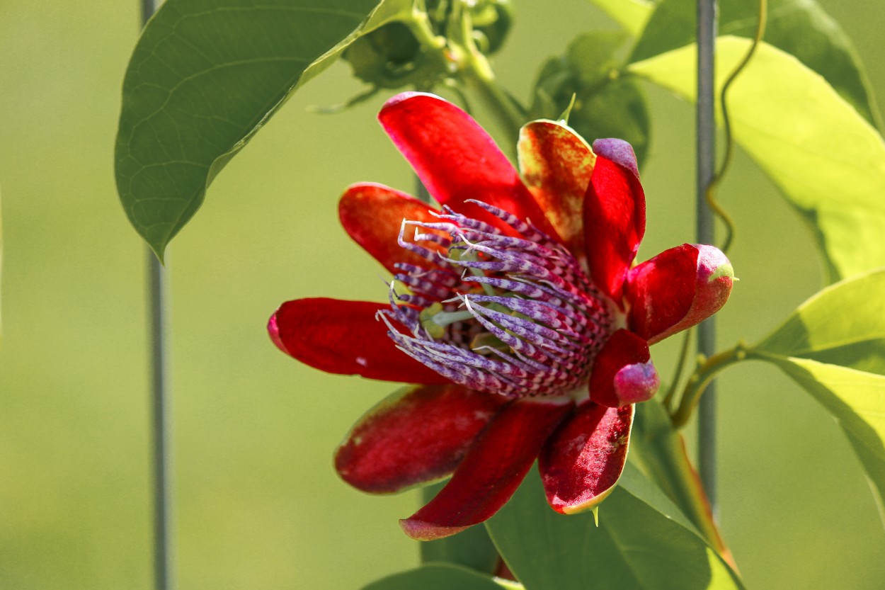 "Flor" de Patricio Abel Vera