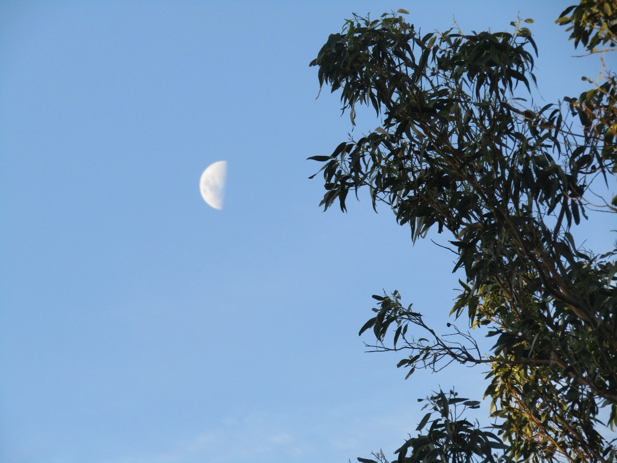 "Luna de dia" de Miguel Angel Palermo