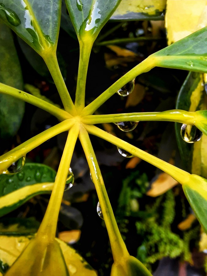 "Lluvia que deja rastros" de Ana Piris