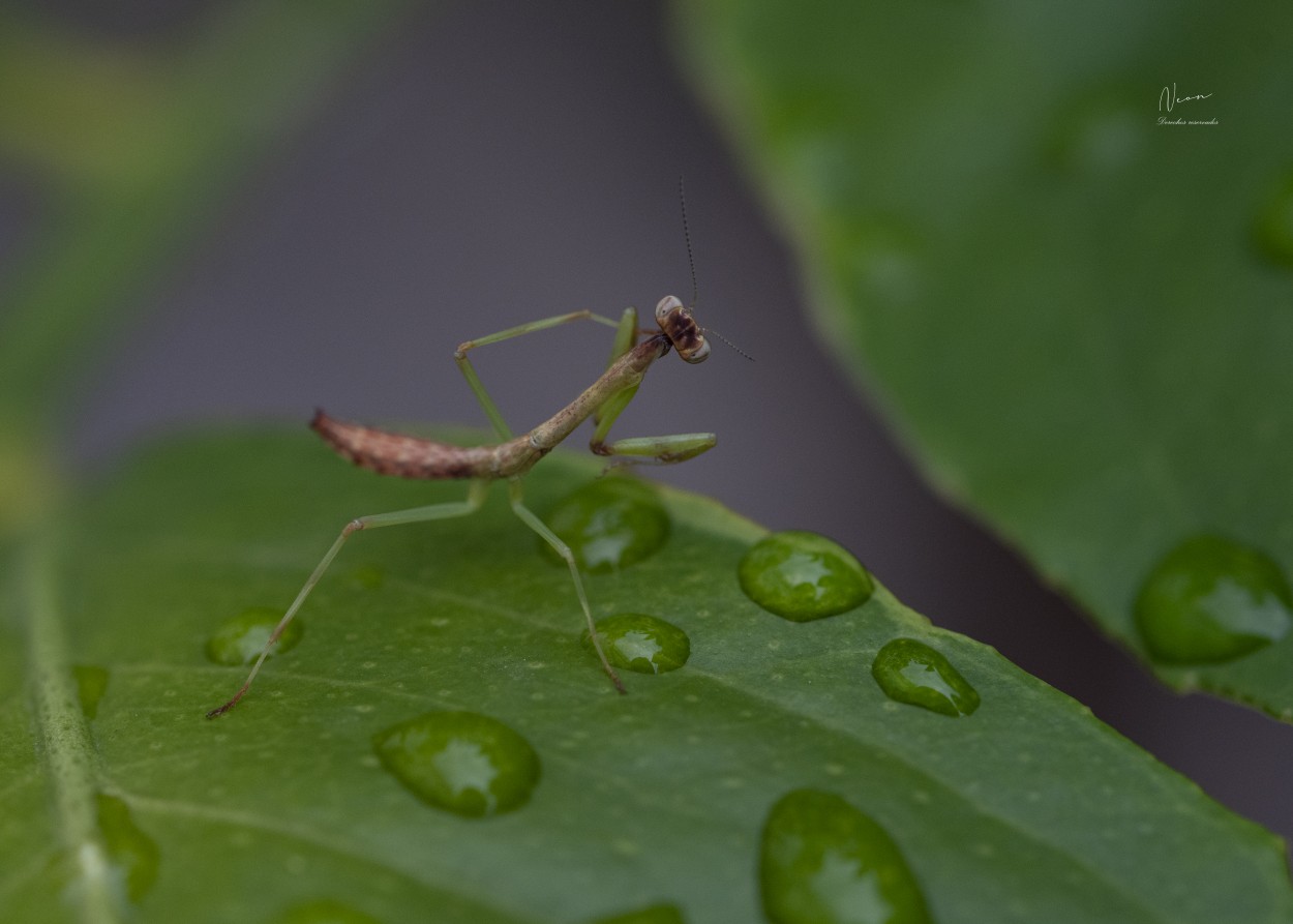 "Mantis Religiosa despus de la lluvia." de Jorge E. Blanco