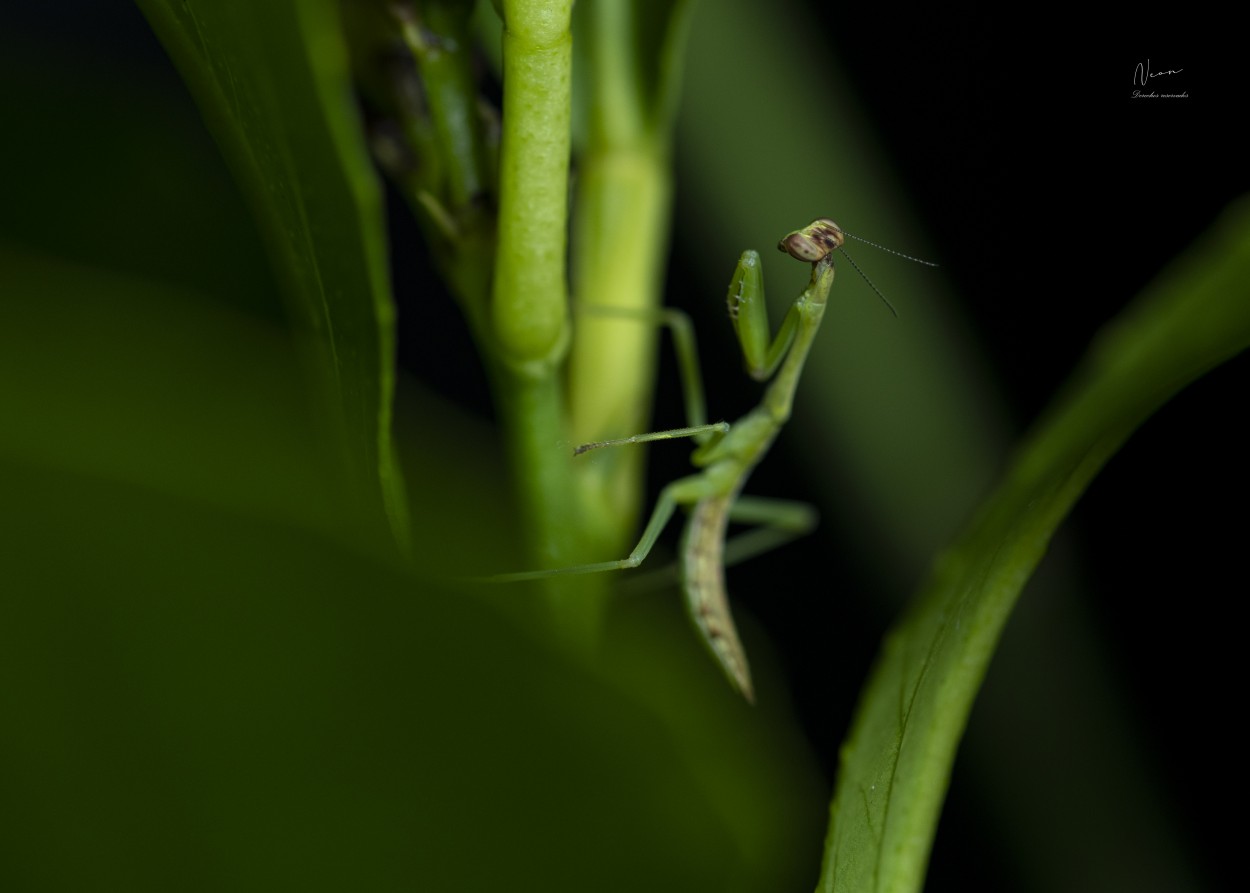 "Mantis" de Jorge E. Blanco